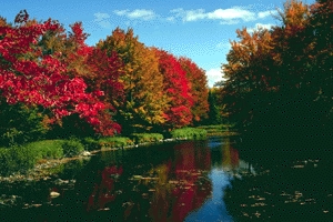 trees